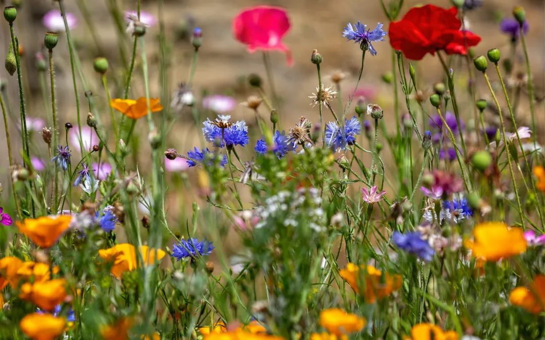 Pradera de flores silvestres con amapolas y centaureas en flor