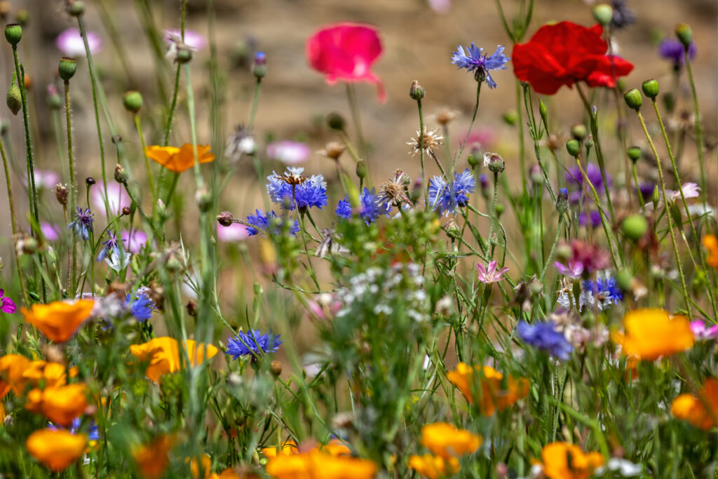 Colourful mix of wild flowers in wild flower meadow, English cou